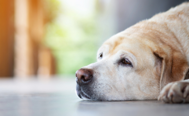 Comment accompagner le vieillissement du chien avec des solutions naturelles ?