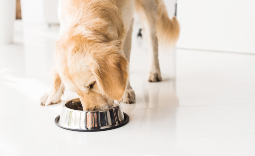 Comment choisir complément alimentaire pour chien